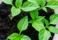 Young sprout new green pepper plant at soil, plant leaves against a black earth background, seedlings, close-up Royalty Free Stock Photo