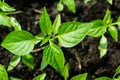 Young sprout new green pepper plant at soil, plant leaves against a black earth background, seedlings, close-up Royalty Free Stock Photo