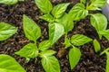 Young sprout new green pepper plant at soil, plant leaves against a black earth background, seedlings, close-up Royalty Free Stock Photo