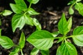 Young sprout new green pepper plant at soil, plant leaves against a black earth background, seedlings, close-up Royalty Free Stock Photo