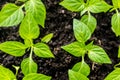 Young sprout new green pepper plant at soil, plant leaves against a black earth background, seedlings, close-up Royalty Free Stock Photo