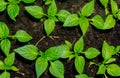 Young sprout new green pepper plant at soil, plant leaves against a black earth background, seedlings, close-up Royalty Free Stock Photo