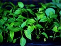 Young sprout new green pepper plant at soil, plant leaves against a black earth background, seedlings, close-up. Royalty Free Stock Photo