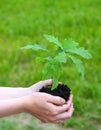 A young sprout of an oak in female hands. Royalty Free Stock Photo