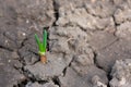 Young sprout of onion sowed on cracked ground in the garden in springtime