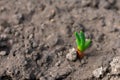 Young sprout of onion sowed on ground in the garden in springtime. Onion