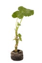 Young sprout of Pelargonium or storksbill plant isolated on white background. Geranium seedling in greenhouse