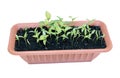 Young sprout pepper seedlings in a plastic cup isolated Royalty Free Stock Photo