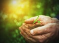 Young sprout plants in old dirty hands, concept Royalty Free Stock Photo