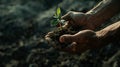 the young sprout plants in old dirty hands Royalty Free Stock Photo