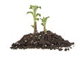 Young sprout of potatos in soil humus on white background Royalty Free Stock Photo