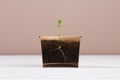 Young sprout potted in pot with invisiple edge on white wood table and beige wall. Earth day background.