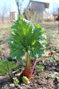 Young sprout of a rhubard in the spring Royalty Free Stock Photo