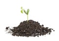 Young sprout of soy in soil humus on a white background Royalty Free Stock Photo