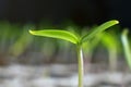 Young sprout in springtime. Closeup Sprout. New life. Royalty Free Stock Photo