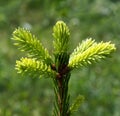 Young sprout of spruce
