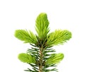Young sprout of spruce isolated