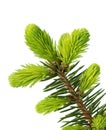 Young sprout of spruce isolated