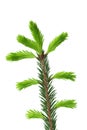 Young sprout of spruce isolated on white background