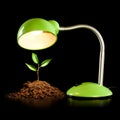 Young sprout and table lamp