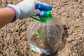 a young sprout of a tomato under a protective transparent jar in the garden. Growing tomatoes Royalty Free Stock Photo