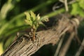 Young sprout of a vine. Royalty Free Stock Photo