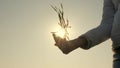 Young sprout of wheat in the hands of a farmer. Agranom`s hands hold green seedlings in palms against the sky. barley Royalty Free Stock Photo