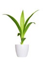 Young sprout of Yucca a potted plant isolated over white