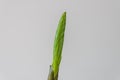 Young sprout of zamioculcas flower on a white background Royalty Free Stock Photo