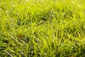 young sprouted wheat in the fields Royalty Free Stock Photo