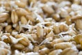 young sprouted wheat and fungus