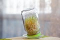 Young sprouted wheat in a glass jar on a dark with ears of wheat home Royalty Free Stock Photo