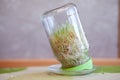 Young sprouted wheat in a glass jar on a dark with ears of wheat home Royalty Free Stock Photo