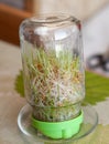 Young sprouted wheat in a glass jar on a dark with ears of wheat home Royalty Free Stock Photo