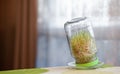 Young sprouted wheat in a glass jar on a dark with ears of wheat home Royalty Free Stock Photo