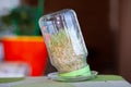 Young sprouted wheat in a glass jar on a dark with ears of wheat home Royalty Free Stock Photo