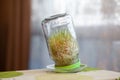 Young sprouted wheat in a glass jar on a dark with ears of wheat home Royalty Free Stock Photo