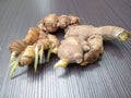 young sprouting ginger on black background Royalty Free Stock Photo