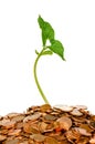 Young sprouting plant on a heap of coins Royalty Free Stock Photo