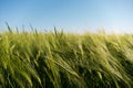 Young sprouts of barley. Fertile agricultural land. Green ears of barley on the agricultural field in summer. Royalty Free Stock Photo