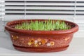 Young sprouts of barley in flower pot on the windowsill