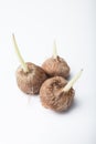 Young sprouts of bulbs on a white background Royalty Free Stock Photo