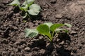 Young sprouts of cabbage. Cabbage seedlings in the garden. greenhouse plants, seedlings in the greenhouse, selective focus, blur. Royalty Free Stock Photo