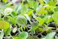 Young sprouts of cabbage seedlings in greenhouse Royalty Free Stock Photo