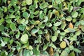 Young sprouts of cabbage seedlings in greenhouse Royalty Free Stock Photo