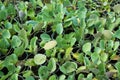 Young sprouts of cabbage seedlings in greenhouse Royalty Free Stock Photo