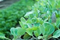 Young sprouts of cabbage seedlings in greenhouse Royalty Free Stock Photo