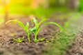 Young sprouts of corn grow in the soil in the vegetable garden in drops of dew. Growing corn in the garden