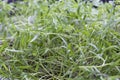 Young sprouts of dill. Microgreens vegan and healthy eating