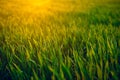 Young sprouts are on the field at sunset. Green grass closeup